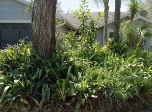 Bush Trimming by Raymone Wimpye El for Raquel N. in Lutz, FL