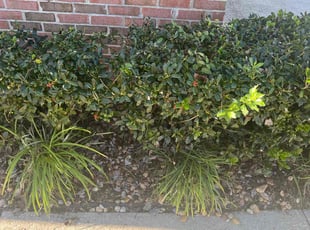 Weeding by Darrel Harper for Vanessa M. in Orange Park, FL