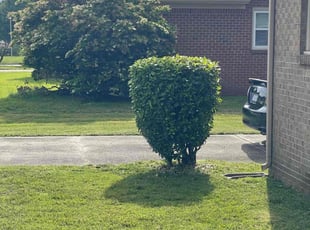 Bush Trimming by Bryan Oren for Michael F. in Chesapeake, VA