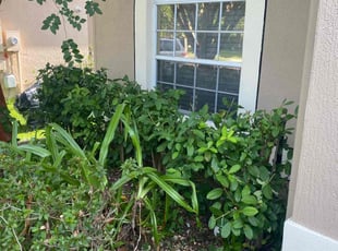 Bush Trimming by Jodiann Malone for Joshua L. in Orlando, FL