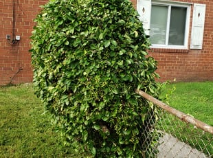 Bush Trimming by Fidel Rodriguez for Pamela T. in Capitol Heights, MD