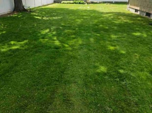 Luis S.'s Lawn Care service result