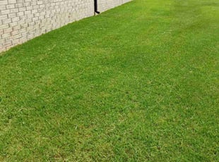 Steve T.'s Lawn Mowing service result