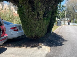 Bush Trimming by William Allen for Tommy B. in Hephzibah, GA
