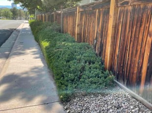 Bush Trimming by Carlos Guevara for Mindy C. in Englewood, CO