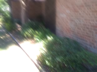 Bush Trimming by Gralin Johnson for 6604 Shorewood Dr Arlington, TX 76016 Y. in Arlington, TX