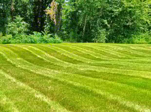 LaShonda P.'s Lawn Service service result