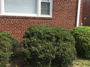 Bush Trimming by Elijah Broughton for Bradley B. in Washington, DC