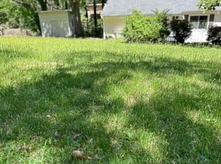 Gina L.'s Grass Cutting service result