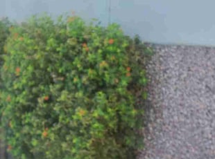 Bush Trimming by Chris Hawk for Michael B. in Phoenix, AZ