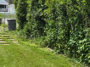 Bush Trimming by Japheus Sanders for Scott C. in Madison Heights, MI