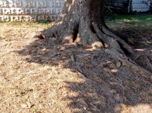 Leaf Removal by Tevin Marlow for Terri B. in Louisville, KY