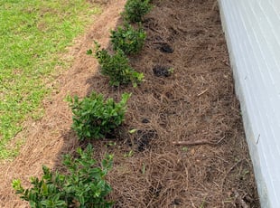 Weeding by Keith Drake for Desi V. in Baton Rouge, LA
