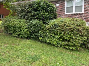 Bush Trimming by Chuck Vogt for Jessica C. in Atlanta, GA