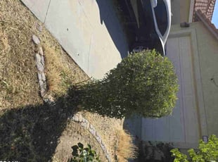 Bush Trimming by Jose Hernandez for Tamara J. in Hemet, CA