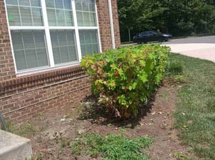 Bush Trimming by Dan Hume for Derand S. in Beltsville, MD