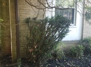 Bush Trimming by brian sayrs jr for Angelique M. in Centreville, VA