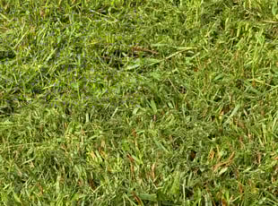 Nancy M.'s Grass Cutting service result