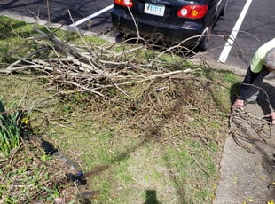 Bush Trimming by Edward Kauffman for Barbara P. in Virginia Beach, VA