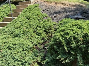 Weeding by Luiz Gosling De Oliveira for Raymond H. in Rockville, MD