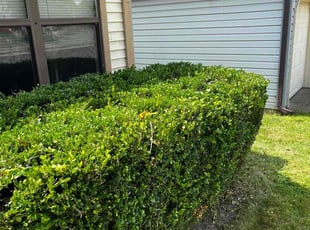 Bush Trimming by Broderick Wilson for jacob h. in Indianapolis, IN
