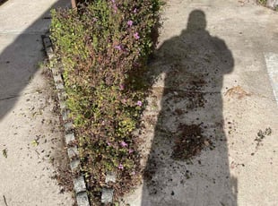 Bush Trimming by Nicholas Poulsen for Andrea H. in San Diego, CA
