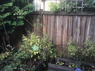 Bush Trimming by Janell Faimaw for Harriot A. in Portland, OR