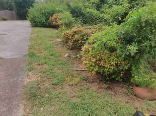 Weeding by Phillip Adams for Samantha M. in Huntsville, AL