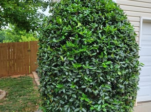 Bush Trimming by Paul Norman for Jacqueline C. in Charlotte, NC