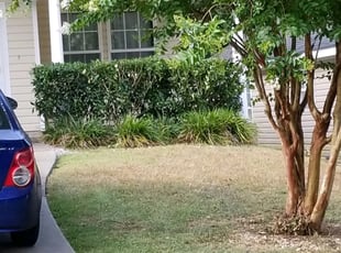 Bush Trimming by Rod Arnold for Janet R. in Tallahassee, FL