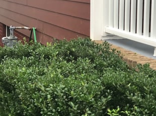 Bush Trimming by Donald Tucker for Kelsey H. in Dumfries, VA