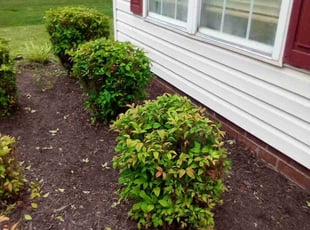 Bush Trimming by Debbie Carper for Thelma C. in Chesapeake, VA