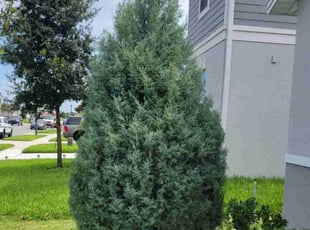 Bush Trimming by Carlos Martinez for Ivan S. in Davenport, FL