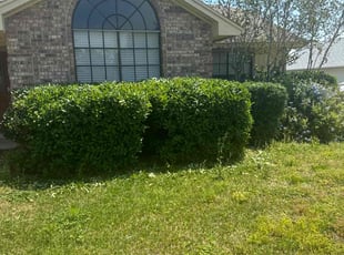 Bush Trimming by Robert Myers for Damy A. in DeBary, FL