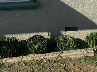 Bush Trimming by Uriel Aldrete for Gena A. in Sacramento, CA