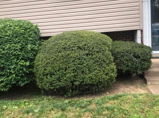 Bush Trimming by David Featherstone for Teresa P. in Odenton, MD