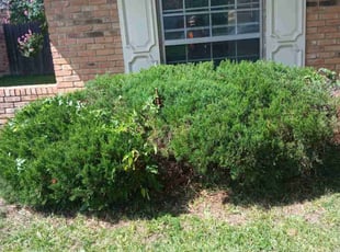 Bush Trimming by Valente Alvarado for tony s. in Lewisville, TX