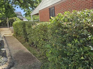 Bush Trimming by Artavius Clark for Michelle N. in Capitol Heights, MD