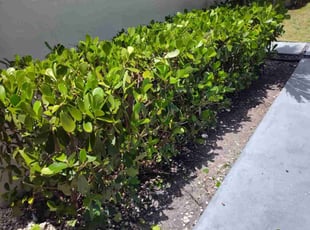 Bush Trimming by Robert Taylor for Bogdan G. in Miami, FL