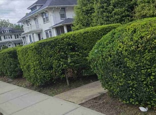 Bush Trimming by Lesean Mack for Tia p. in Lynbrook, NY