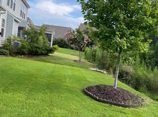 Ashley B.'s Lawn Mowing service result