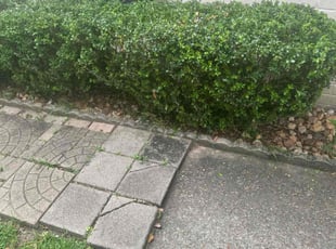Bush Trimming by Isaic Perez for Sydney G. in Humble, TX