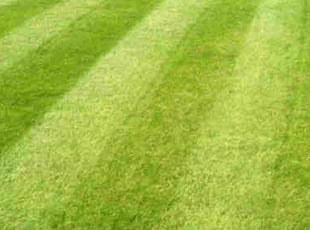 Kiesha H.'s Yard Cutting service result