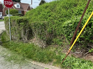 Bush Trimming by Tajaya Thompson for Sid D. in Homestead, PA