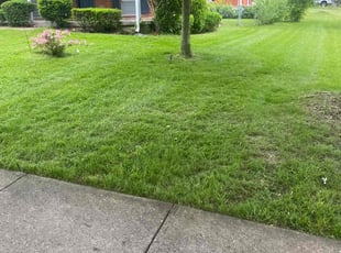 Kim G.'s Lawn Maintenance service result
