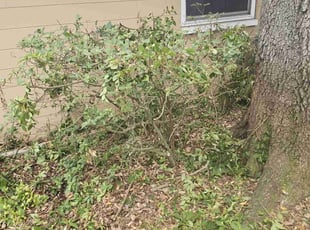 Bush Trimming by Cory Griffin for Evelyn B. in Gainesville, FL