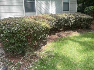 Bush Trimming by Paul Tollefson for Charles M. in Tallahassee, FL
