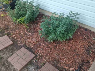 Weeding by Damond Merridith for Becky R. in St. Louis, MO