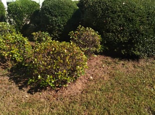 Bush Trimming by Ronald Blalock for Fred M. in Canton, GA