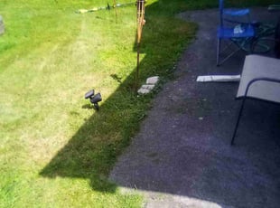 Georgina W.'s Lawn Service service result